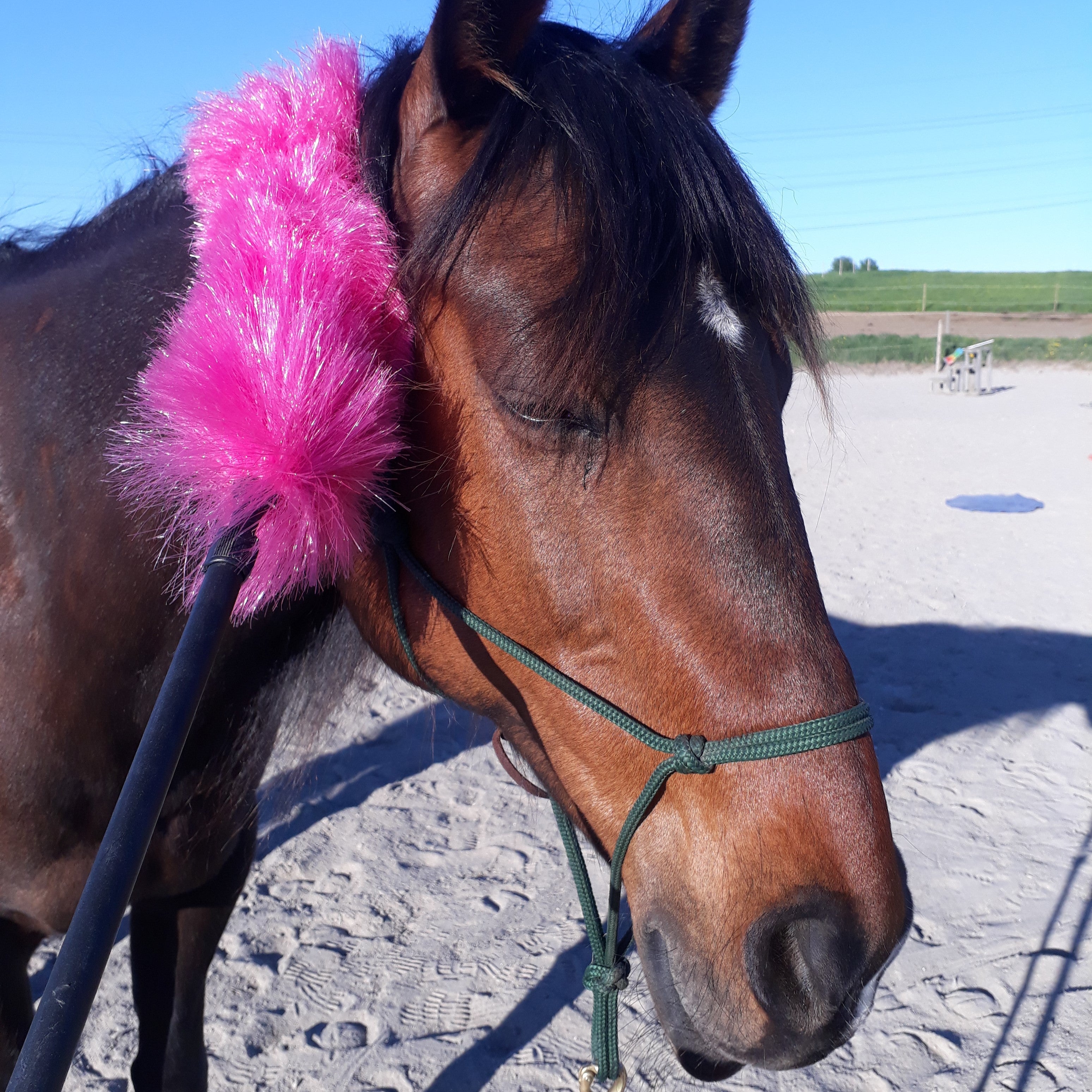 Undervisning i horsemanship og klikkertræning på alternativ rideskole i nordsjælland. miljøtræning af hesten.