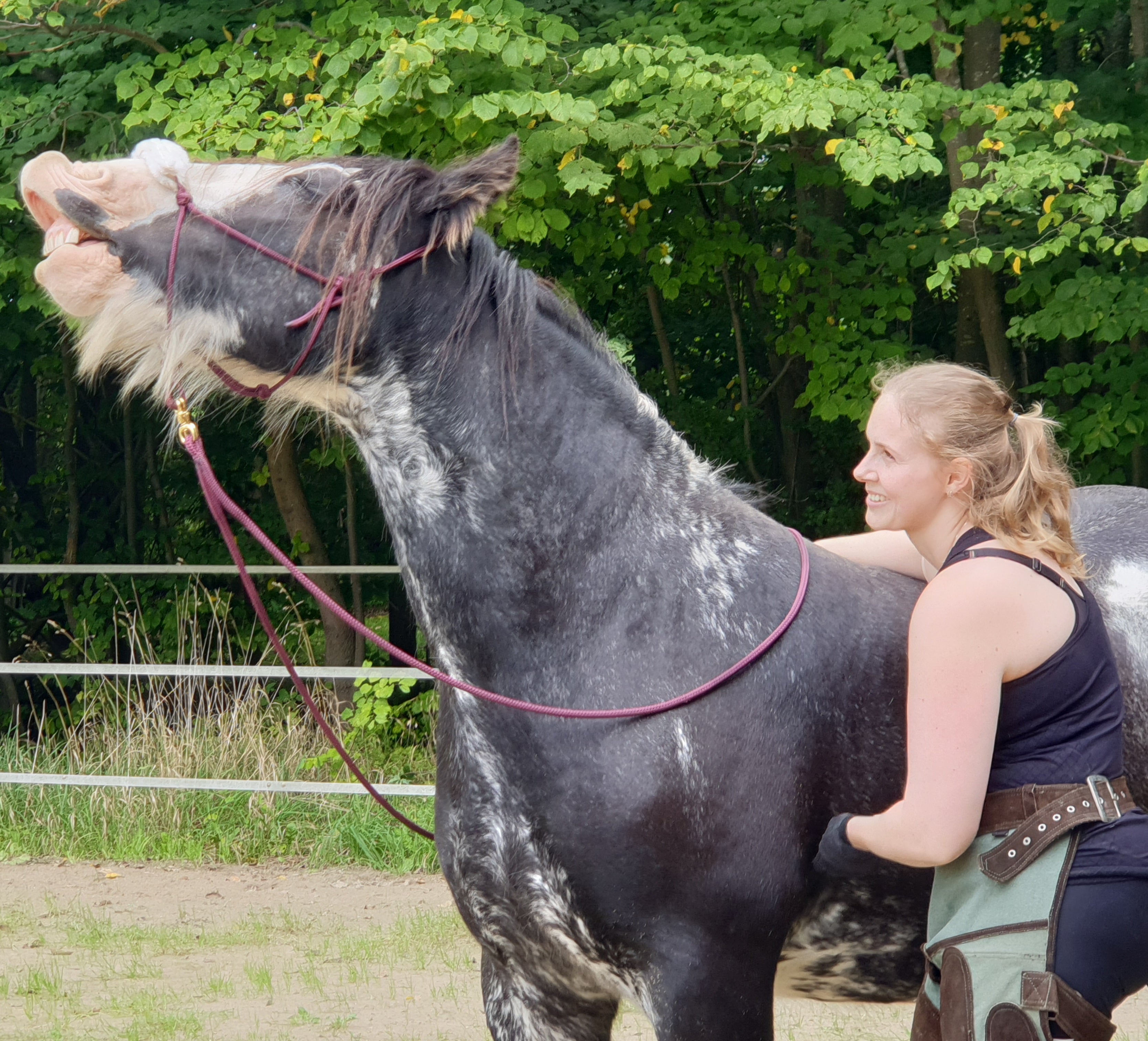 Undervisning i horsemanship og klikkertræning på alternativ rideskole i nordsjælland. undervisning i af lære hesten at løfte ben