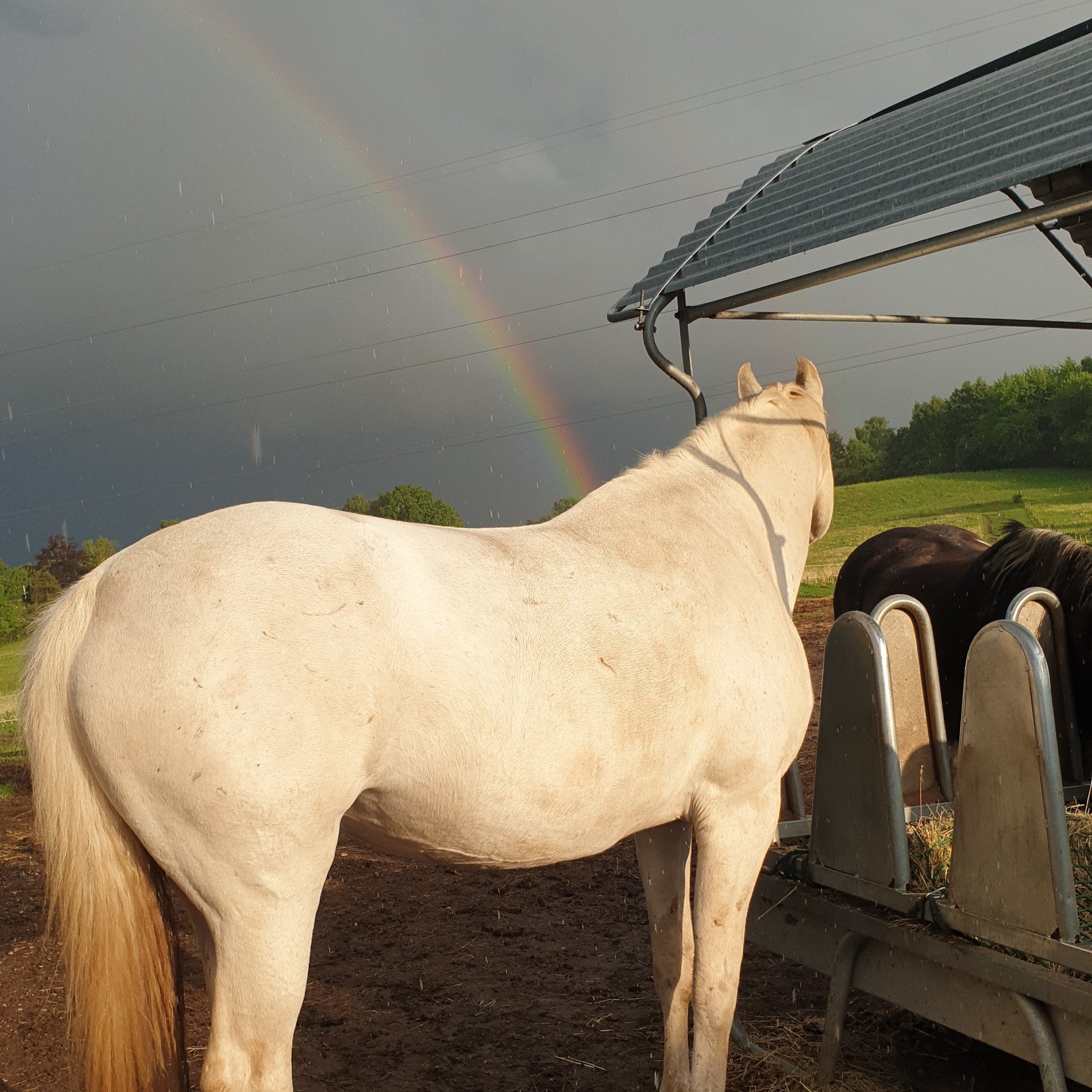 Undervisning i horsemanship og klikkertræning på alternativ rideskole i nordsjælland. samvær med hest.