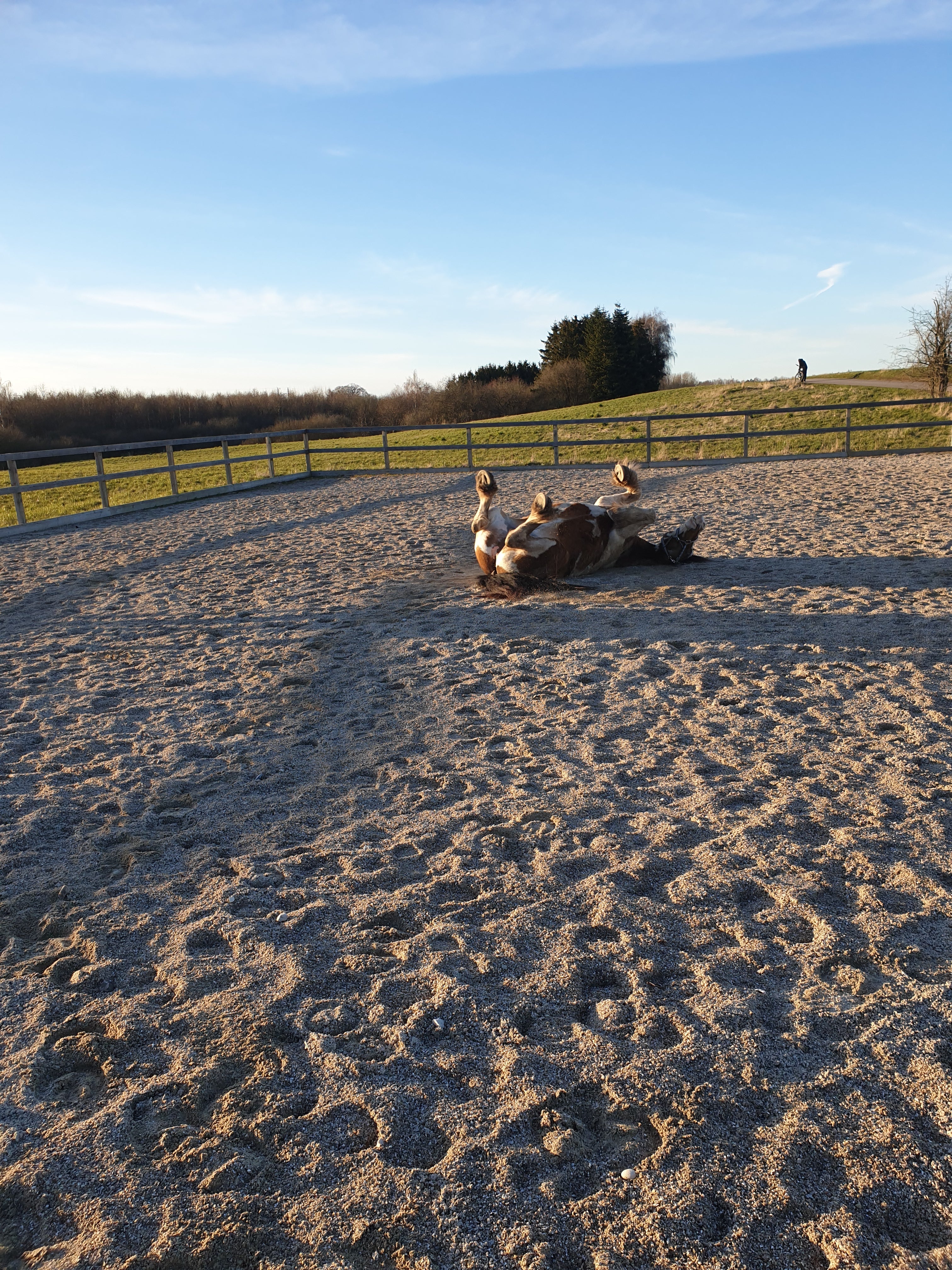 Horsemanship rideskole, undervisning i horsemanship og klikkertræning af hest. Holistisk hestetræning. Hestevelfærd. liberty. Naturlig hest. Hygge på ridebanen.