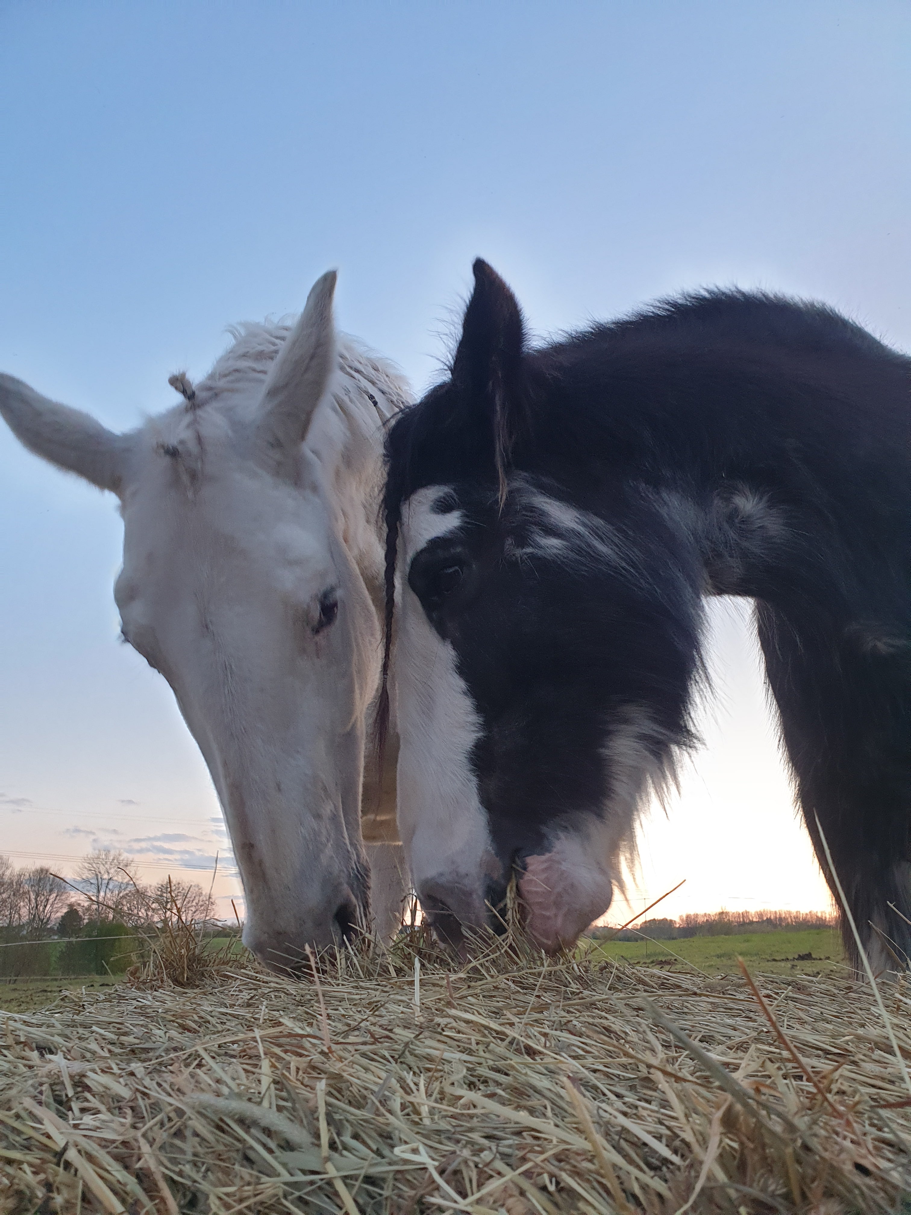 Undervisning i horsemanship og klikkertræning på alternativ rideskole i nordsjælland.