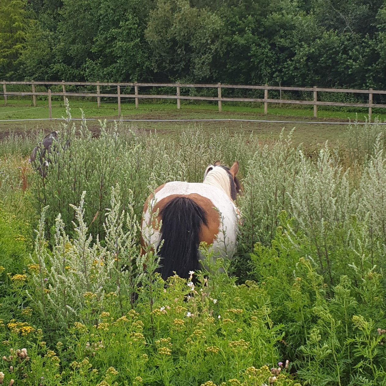 Undervisning i horsemanship og klikkertræning på alternativ rideskole i nordsjælland. hvad er hestevelfærd.