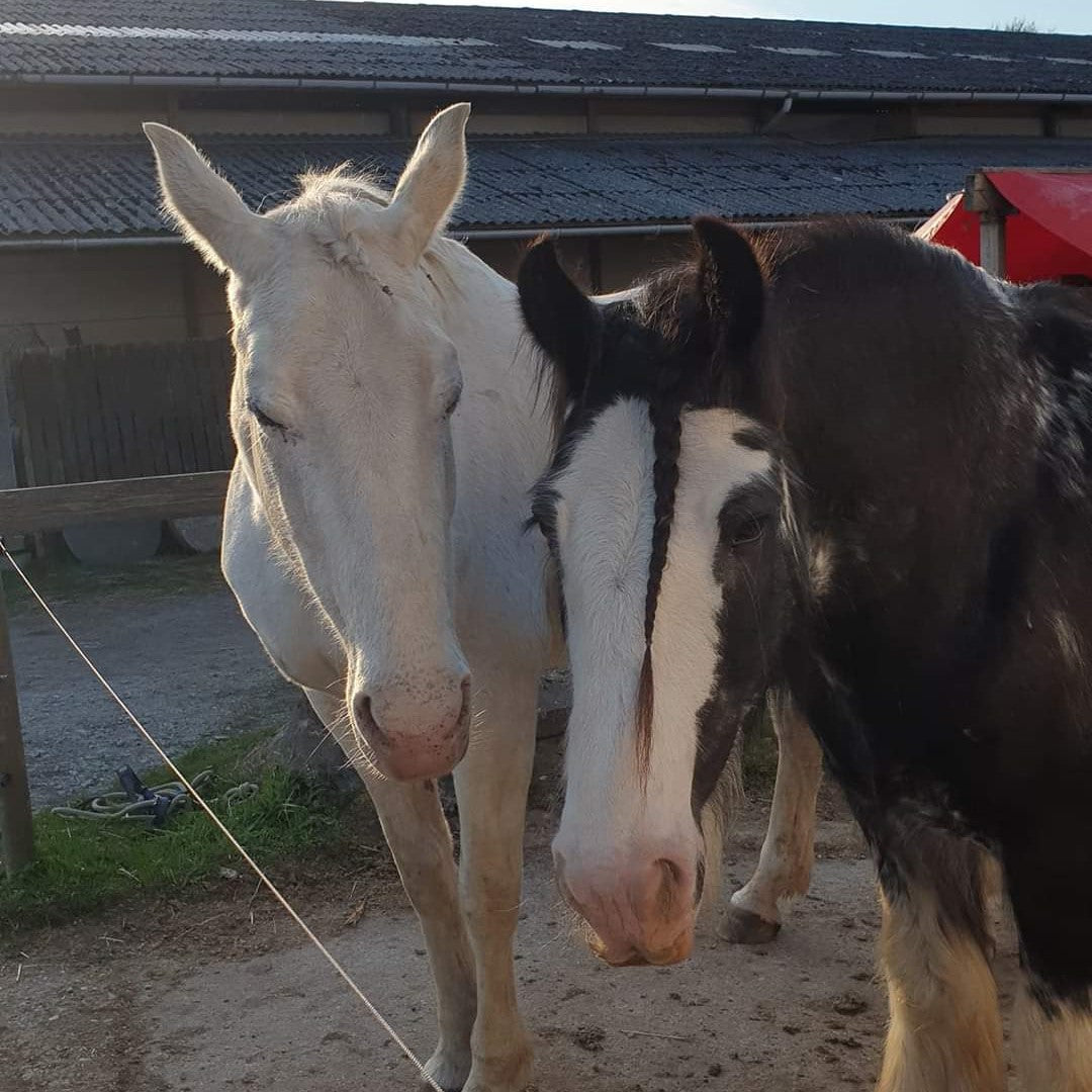 Horsemanship rideskole, undervisning i horsemanship og klikkertræning af hest. Holistisk hestetræning. Hestevelfærd. Naturlig hest. håndtering af hesten når man gør klar til ridning.