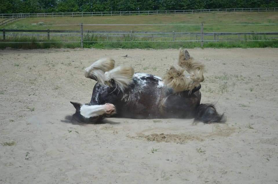 Undervisning i horsemanship og klikkertræning på alternativ rideskole i nordsjælland.