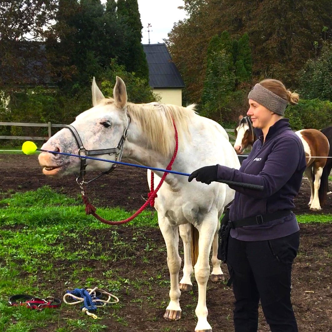 Undervisning i horsemanship og klikkertræning på alternativ rideskole i nordsjælland.