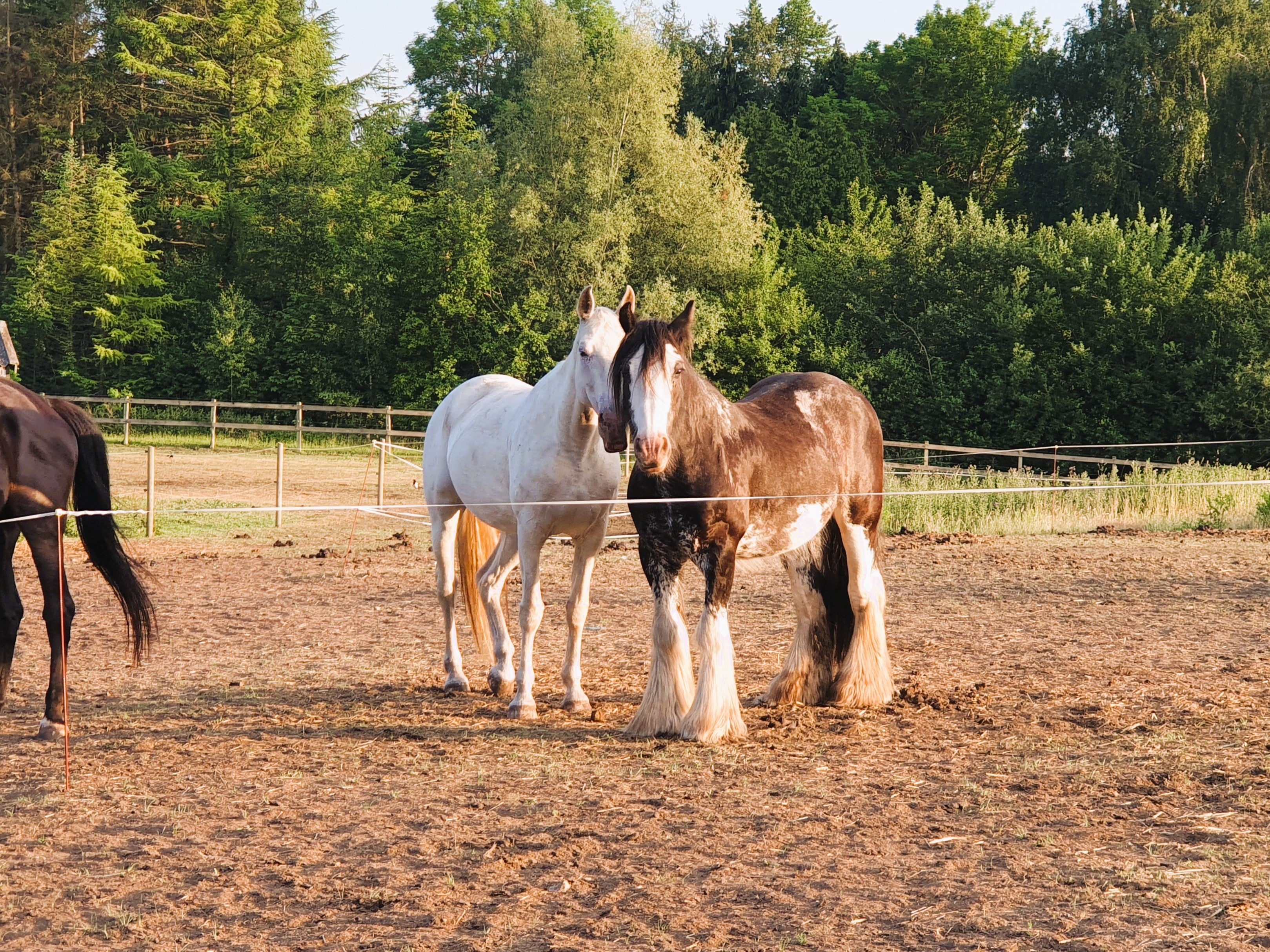 Undervisning i horsemanship og klikkertræning på alternativ rideskole i nordsjælland.